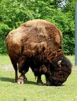 Bison am 09.05.2009 in Wilhelma/Stuttgart