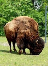 Bison am 09.05.2009 in Wilhelma/Stuttgart
