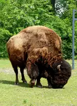 Bison am 09.05.2009 in Wilhelma/Stuttgart