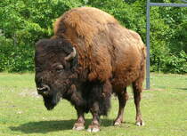 Bison am 09.05.2009 in Wilhelma/Stuttgart