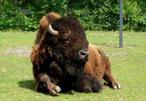 Bison am 09.05.2009 in Wilhelma/Stuttgart