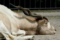 Mendelsantilope am 09.05.2009 in Wilhelma/Stuttgart