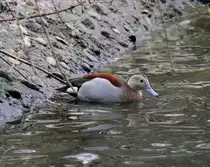 Rotschulterente (Callonetta leucophrys) am 9.2.2010 im Zoo Karlsruhe.