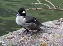 Weibliche B�ffelkopfente (Bucephala albeola) am 9.2.2010 im Zoo Karlsruhe.
