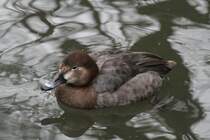 Weibliche Tafelente (Aythya ferina) am 9.2.2010 im Zoo Karlsruhe.