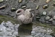 Marmelente (Marmaronetta angustirostris) am 9.2.2010 im Zoo Karlsruhe.