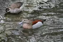 Zwei Rotschulterenten (Callonetta leucophrys) am 9.2.2010 im Zoo Karlsruhe.
