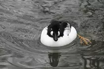 Frontansicht einer Eurasische Schellente (Bucephala clangula clangula) am 9.2.2010 im Zoo Karlsruhe.
