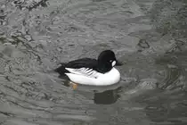 Eurasische Schellente (Bucephala clangula clangula) am 9.2.2010 im Zoo Karlsruhe.
 

