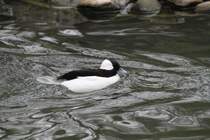 Mnnliche Bffelkopfente (Bucephala albeola) am 9.2.2010 im Zoo Karlsruhe.
