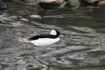 M�nnliche B�ffelkopfente (Bucephala albeola) am 9.2.2010 im Zoo Karlsruhe.
