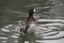 Eurasische Bergente (Aythya marila marila) am 9.2.2010 im Zoo Karlsruhe.
