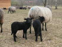 Gerade gab es noch Milch, doch jetzt hat Mutti keine Lust mehr.  Rauhwollige Pommersche Landschafe, Landschaftspark Herzberge, Berlin. April 2010