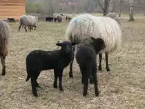 Gerade gab es noch Milch, doch jetzt hat Mutti keine Lust mehr.  Rauhwollige Pommersche Landschafe, Landschaftspark Herzberge, Berlin. April 2010