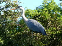 Graureiher am 17.05.2009 in Wilhelma/Stuttgart