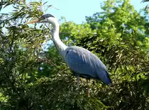 Graureiher am 17.05.2009 in Wilhelma/Stuttgart