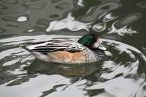 Chile-Pfeifente (Anas sibilatrix) am 9.2.2010 im Zoo Karlsruhe.