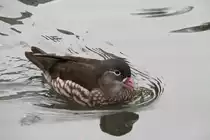 Weibliche Mandarinente (Aix galericulata) am 9.2.2010 im Zoo Karlsruhe.
