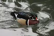 M�nnliche Brautente (Aix sponsa) am 9.2.2010 im Zoo Karlsruhe.