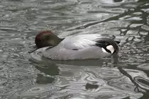 M�nnliche Sichelente (Anas falcata) am 9.2.2010 im Zoo Karlsruhe.