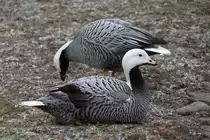 Zwei Kaiserg�nse (Anser canagicus) am 9.2.2010 im Zoo Karlsruhe.