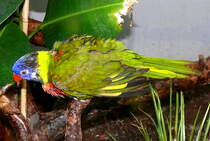 Allfarblori am 17.05.2009 in Wilhelma/Stuttgart