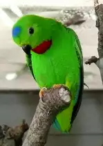 Blaukr�nchen (Loriculus galgulus) am 17.05.2009 in Wilhelma/Stuttgart