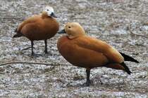 Zwei Rostgnse (Tadorna ferruginea) am 9.2.2010 im Zoo Karlsruhe.