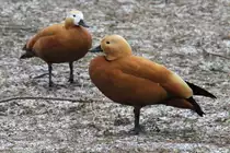 Zwei Rostg�nse (Tadorna ferruginea) am 9.2.2010 im Zoo Karlsruhe.