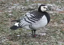 Wei�wangengans oder auch Nonnengans (Branta leucopsis) am 9.2.2010 im Zoo Karlsruhe.