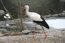 Wei�storch (Ciconia ciconia) am 9.2.2010 im Zoo Karlsruhe.