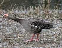 Graugans (Anser anser) beim schimpfen. Zoo Karlsruhe am 9.2.2010.