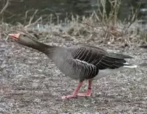 Graugans (Anser anser) beim schimpfen. Zoo Karlsruhe am 9.2.2010.
