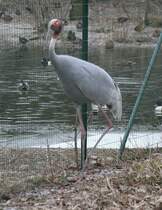 Indischer Saruskranich (Grus antigone antigone) am 9.2.2010 im Zoo Karlsruhe.
	