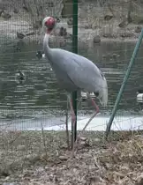 Indischer Saruskranich (Grus antigone antigone) am 9.2.2010 im Zoo Karlsruhe.
	