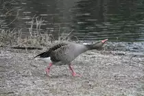 Diese Graugans (Anser anser) mag den Indischen Saruskranich nicht und startet st�ndig einen Angriff. Dem Kranich ist es aber egal, denn er steht hinter einem Zaun. Zoo Karlsruhe am 9.2.2010.