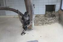 Geoffroy-Klammeraffe oder auch Schwarzhand-Klammeraffe (Ateles geoffroyi) am 9.2.2010 im Zoo Karlsruhe.