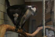 Zwei Rotscheitel-Mangaben oder auch Rotschopfmangaben (Cercocebus torquatus) am 9.2.2010 im Zoo Karlsruhe.