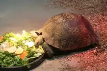 Pantherschildkr�te (Stigmochelys pardalis) beim Fressen. Zoo Karlsruhe am 9.2.2010.