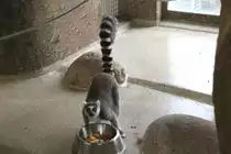 Dieser Katta (Lemur catta) scheint etwas Angst um sein Fressen zu haben. Zoo Karlsruhe am 9.2.2010.
