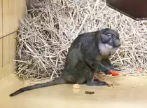 Sumpfmeerkatze (Allenopithecus nigroviridis) am 9.2.2010 im Zoo Karlsruhe.
 

