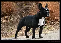 Franz�sische Bulldogge - Bouledogue fran�ais - French Bulldog. Rudolfo, R�de, 7 Monate alt, dunkelgestromt. 