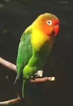 Pfirsichk�pfchen (Agapornis fischeri) am 17.05.2009 in Wilhelma/Stuttgart