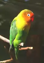 Pfirsichk�pfchen (Agapornis fischeri) am 17.05.2009 in Wilhelma/Stuttgart