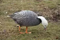Kaisergans (Anser canagicus) am 9.2.2010 im Zoo Karlsruhe.

