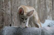 Ein Fennek (Vulpes zerda) auf Erkundungstour. Zoo Karlsruhe am 9.2.2010.