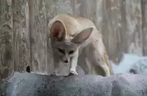 Ein Fennek (Vulpes zerda) auf Erkundungstour. Zoo Karlsruhe am 9.2.2010.