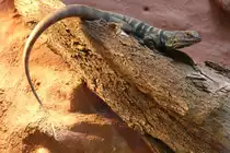 Blauer Stachelleguan oder auch Halsband-Stachelleguan (Sceloporus cyanogenys) am 9.2.2010 im Zoo Karlsruhe.
 
