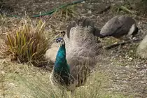 Henne des Blauen Pfaus (Pavo cristatus) am 9.2.2010 im Zoo Karlsruhe.