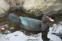 Moschusente (Cairina moschata) am 9.2.2010 im Zoo Karlsruhe.
 
 
